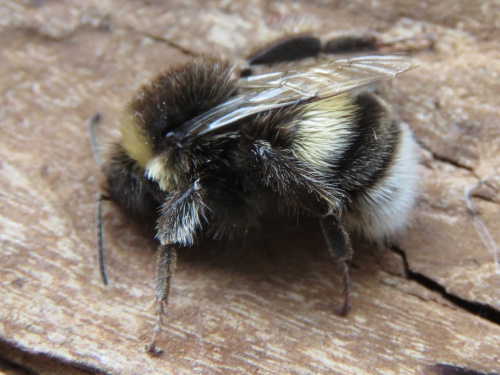 White-tailed Bumble Bee | NatureSpot