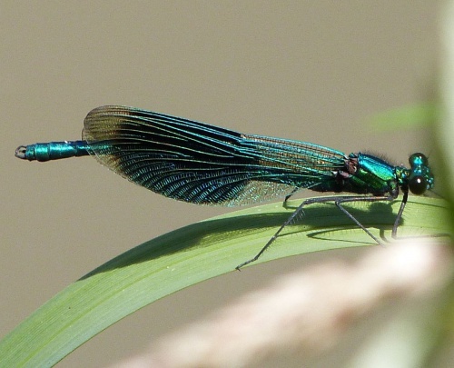 Banded Demoiselle | NatureSpot