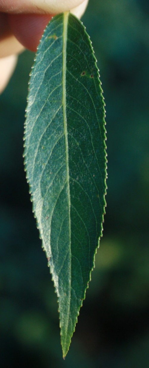 Species image