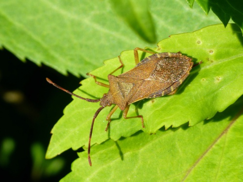 Box Bug | NatureSpot