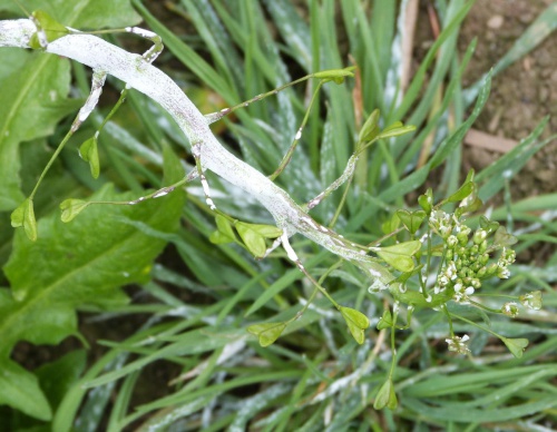 Species image