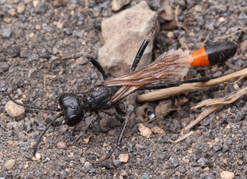 Great Golden Digger Wasp (Family Sphecidae) – Field Station