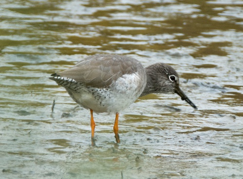 Species image