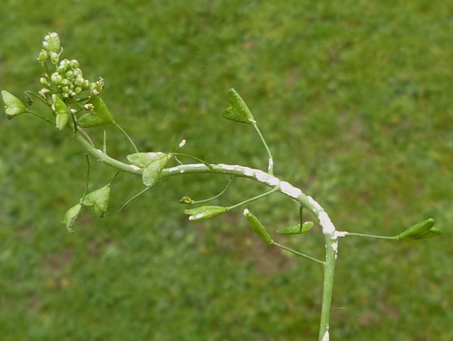 Species image