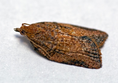 Species image