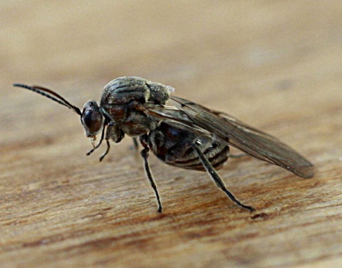 Knopper Oak Gall Wasp | NatureSpot