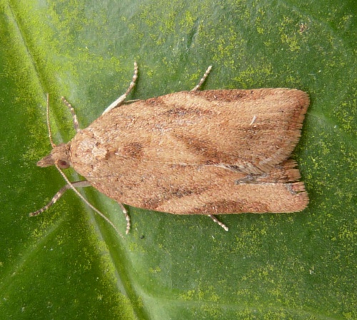 Light Brown Apple Moth | NatureSpot