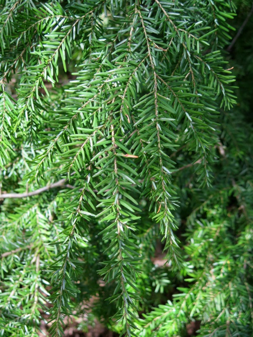 Western Hemlock-spruce 