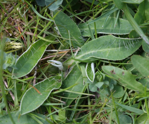 Mouse-ear-hawkweed | NatureSpot