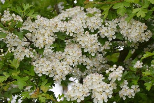 Hawthorn | NatureSpot