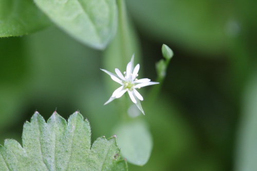 Bog Stitchwort | NatureSpot