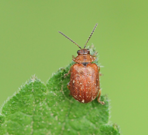 Hawthorn Leaf Beetle | NatureSpot