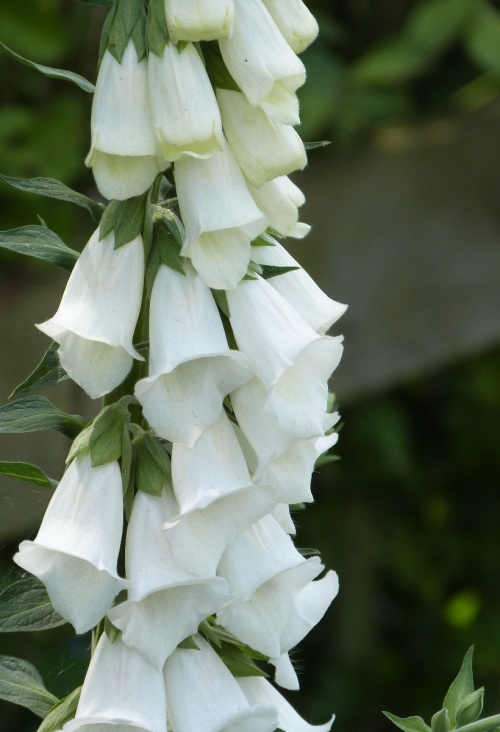 Foxglove | NatureSpot