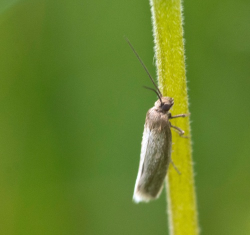 Glyphipterix fuscoviridella | NatureSpot