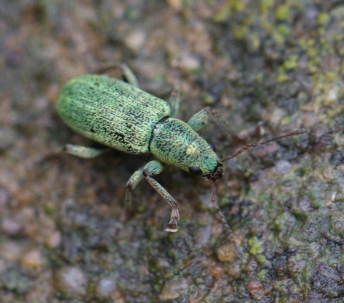 Pachyrhinus lethierryi | NatureSpot