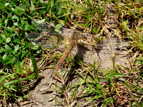 Red-veined Darter | NatureSpot