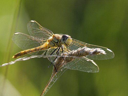 Red-veined Darter | NatureSpot