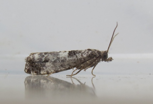 Hawthorn Moth | NatureSpot