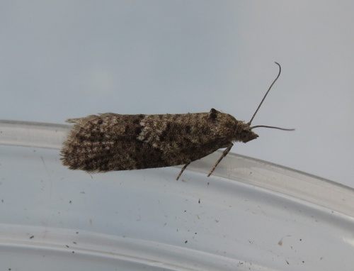 Species image