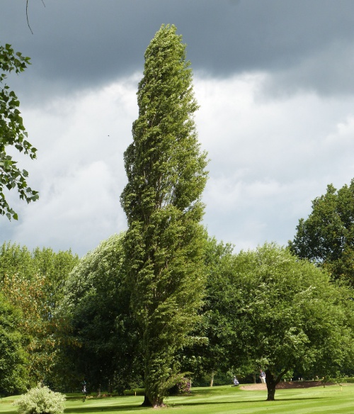 Lombardy Poplar | NatureSpot