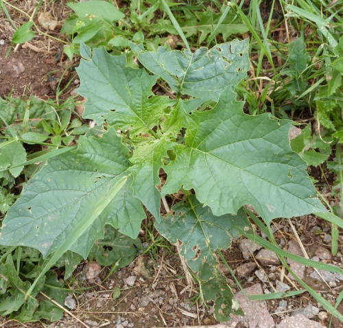 Thorn-apple | NatureSpot