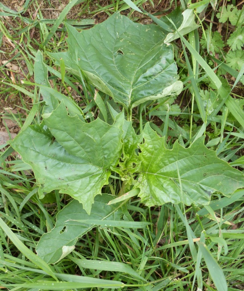 Thorn-apple | NatureSpot