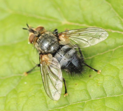 Panzeria anthophila | NatureSpot