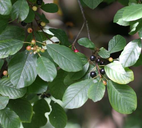 Alder Buckthorn | NatureSpot