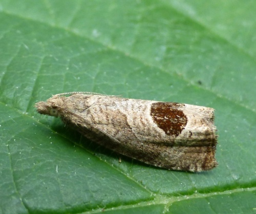 Bramble Shoot Moth | NatureSpot