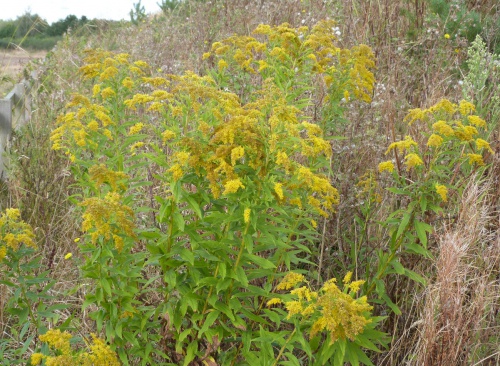 Canadian Goldenrod | NatureSpot