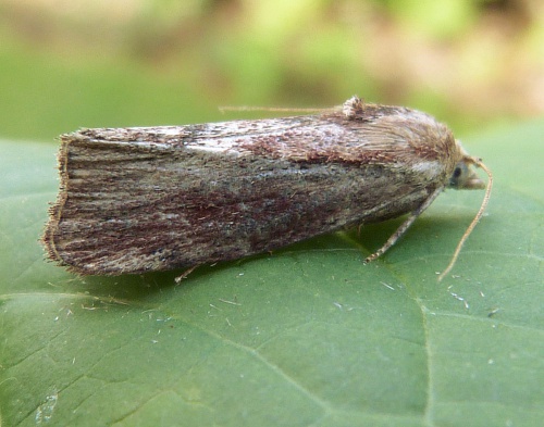 Wax Moth | NatureSpot