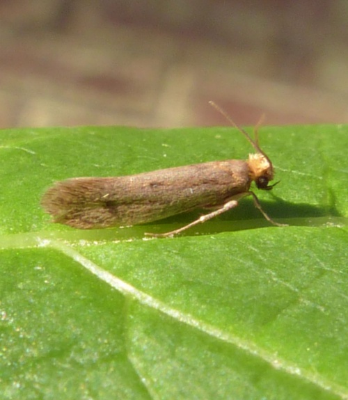 Casebearing Clothes Moth NatureSpot