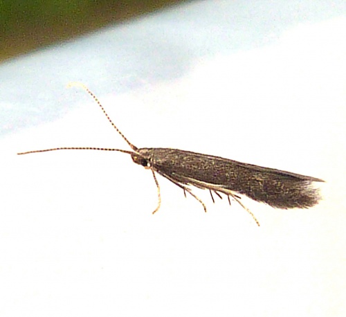 Coleophora serratella | NatureSpot