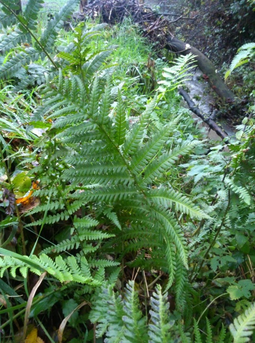 Male-fern | NatureSpot