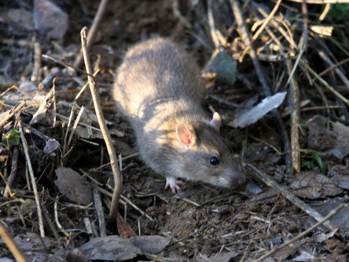 Brown Rat | NatureSpot