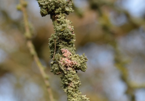 Species image