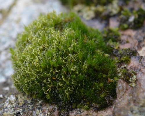 Dwarf Swan-neck Moss | NatureSpot