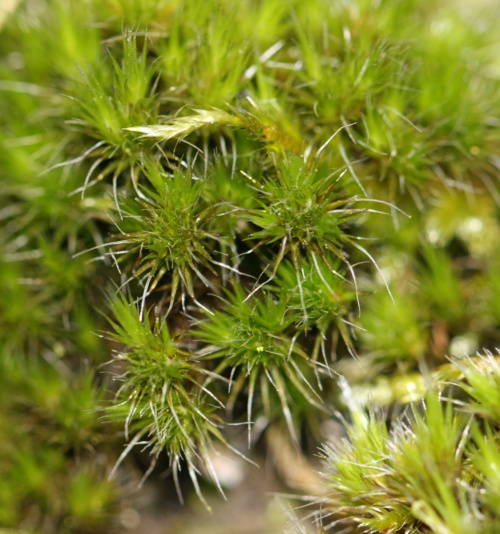 Heath Star Moss | NatureSpot