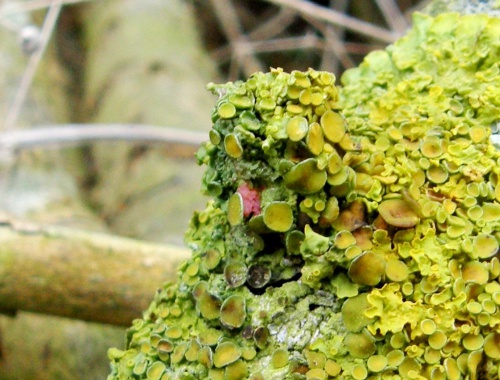 Species image