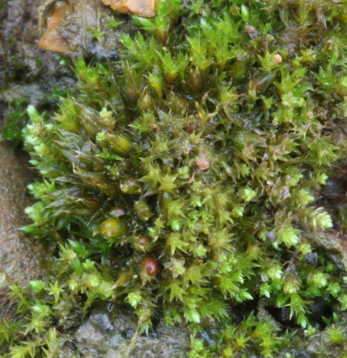 Cuspidate Earth-moss | NatureSpot