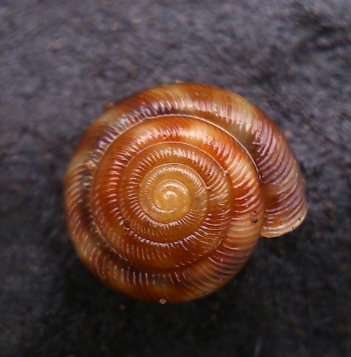 Discus Snail NatureSpot