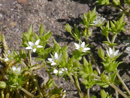 Species image