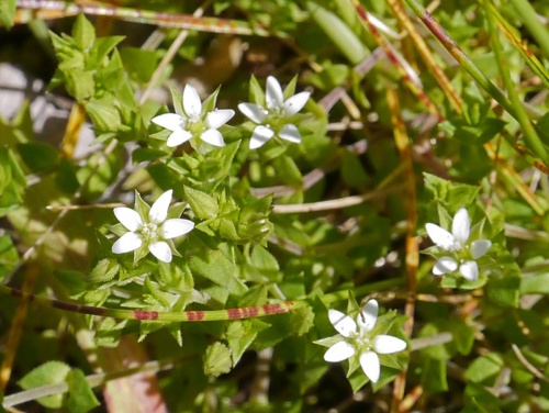 Species image