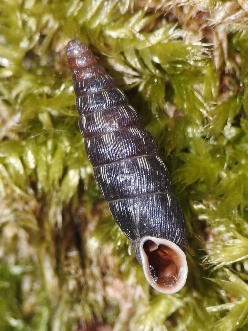 Two Toothed Door Snail | NatureSpot