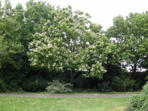 Indian-bean-tree | NatureSpot