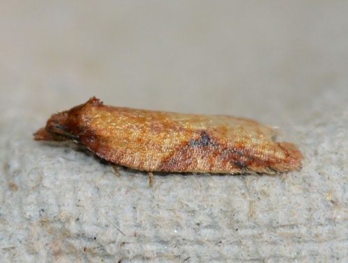 Species image