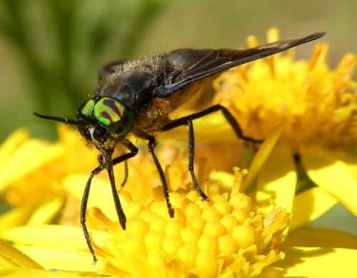 Splayed Deerfly | NatureSpot