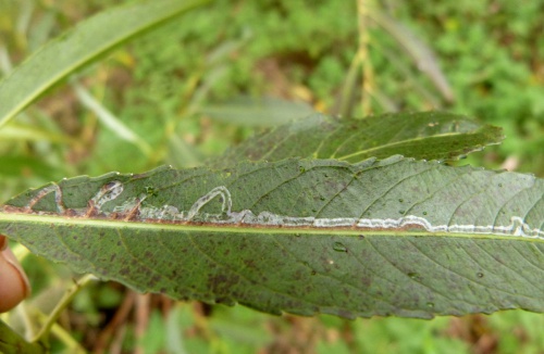  Phyllocnistis saligna/asiatica