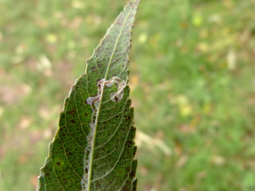  Phyllocnistis saligna/asiatica