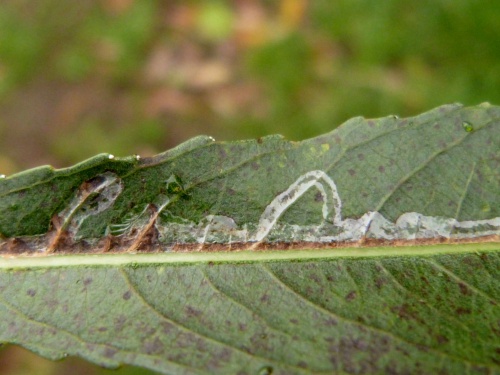  Phyllocnistis saligna/asiatica
